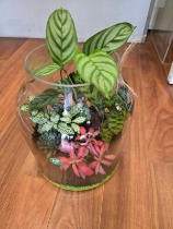 Terrarium plant arrangement